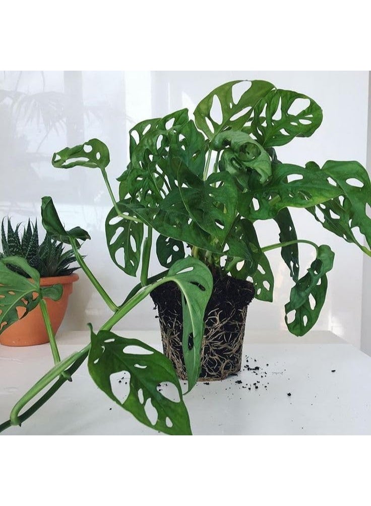 Monstera Plant, Indoor Plant with Green Perforated Leaves, White Planter Pot - Image 3